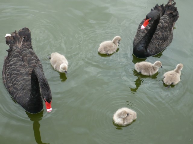 Nacen cinco polluelos de cisne negro en la zona del humedal de Terra Natura Murcia - 1, Foto 1