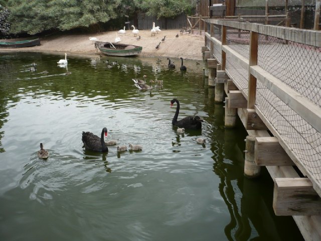 Nacen cinco polluelos de cisne negro en la zona del humedal de Terra Natura Murcia - 2, Foto 2