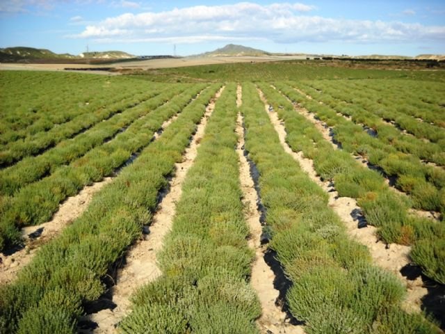 Agricultura selecciona variedades de plantas aromáticas y medicinales para revalorizar con su cultivo las tierras de secano - 1, Foto 1