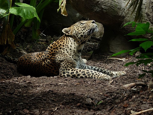 Terra Natura Murcia ha pasado a formar parte del programa europeo de conservación del leopardo - 1, Foto 1