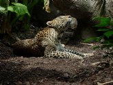 Terra Natura Murcia ha pasado a formar parte del programa europeo de conservacin del leopardo