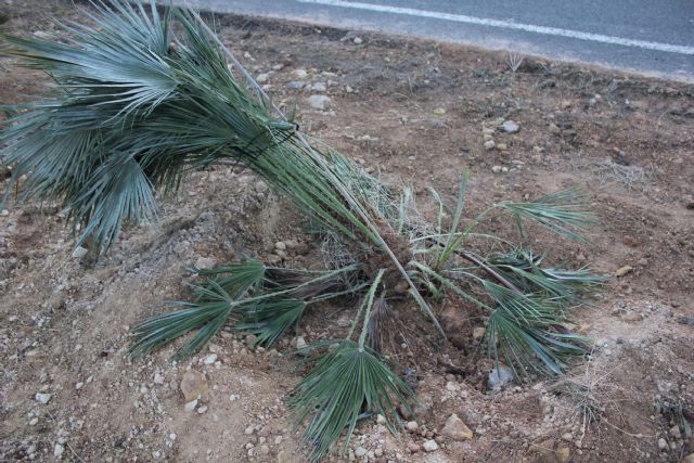 MC pide que se devuelva a las arcas municipales el dinero cobrado de más en Víctor Beltrí por plantar un arbolado más bajo que el exigido en el contrato - 1, Foto 1