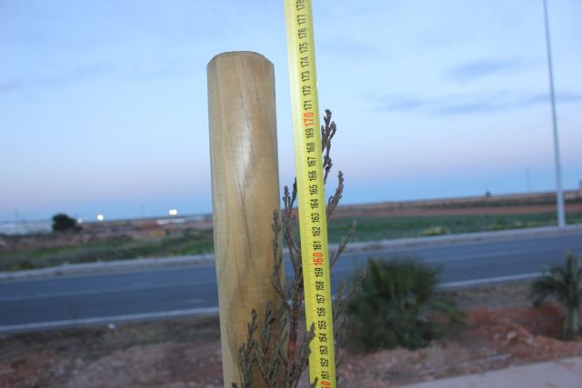 MC pide que se devuelva a las arcas municipales el dinero cobrado de más en Víctor Beltrí por plantar un arbolado más bajo que el exigido en el contrato - 2, Foto 2