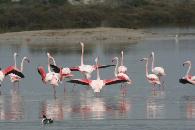 Medio Ambiente destaca el gran potencial de la Región de Murcia para el desarrollo del turismo ornitológico - 1, Foto 1