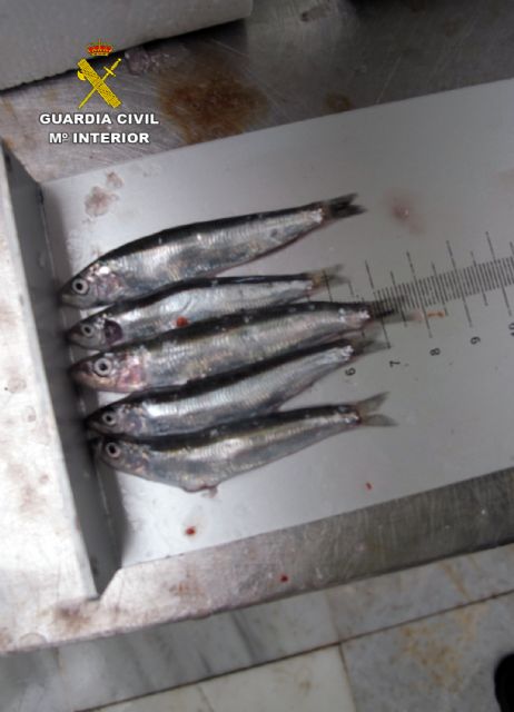 La Guardia Civil decomisa 385 kilos de pescado con etiquetado irregular y de talla inferior la mínima permitida - 1, Foto 1