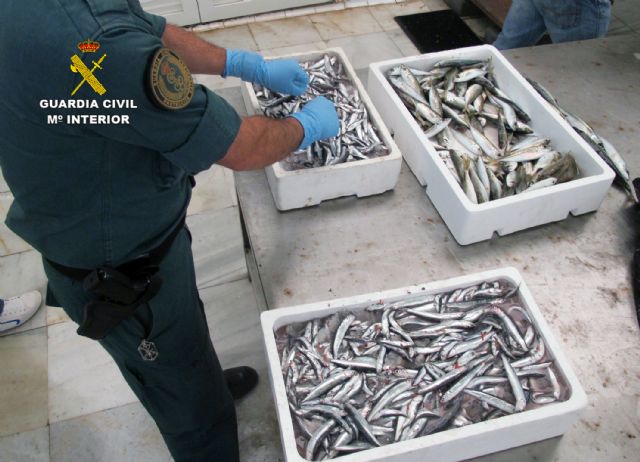 La Guardia Civil decomisa 385 kilos de pescado con etiquetado irregular y de talla inferior la mínima permitida - 2, Foto 2