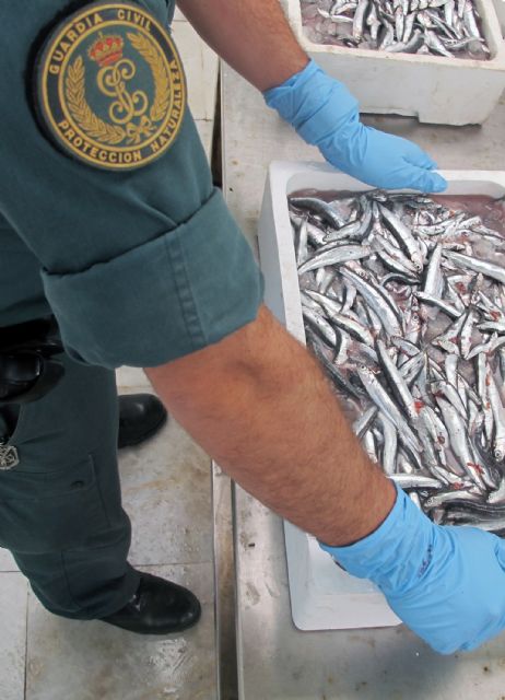 La Guardia Civil decomisa 385 kilos de pescado con etiquetado irregular y de talla inferior la mínima permitida - 4, Foto 4