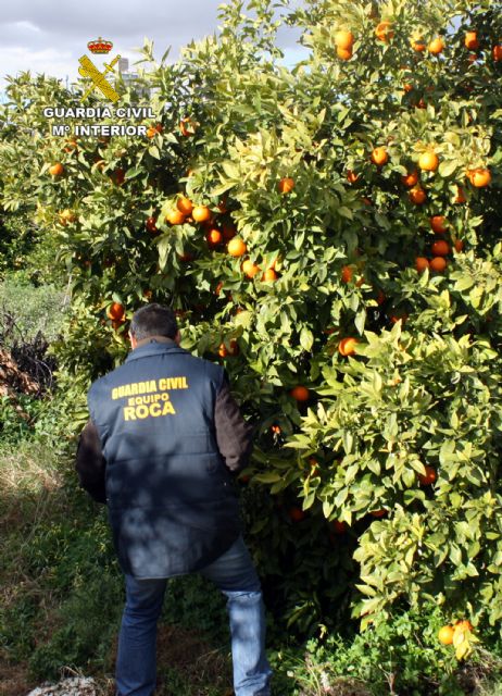 La Guardia Civil arresta a 14  personas por robos en fincas agrícolas y ganaderas de la Región - 4, Foto 4