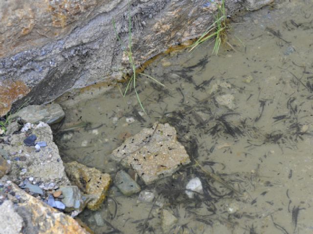 La CHS adapta los diques de la cabecera de Nogalte y el Guadalentín para proteger a los anfibios de la zona - 2, Foto 2