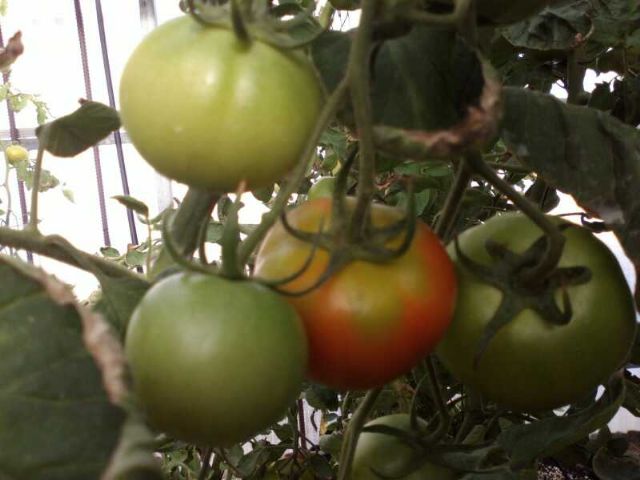 Agricultura experimenta en Águilas 47 variedades tradicionales de tomate para valorar sus rendimientos y calidades - 1, Foto 1