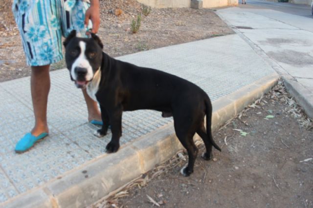 La Policía Local rescata a tres perros abandonados en la galería de una vivienda - 1, Foto 1