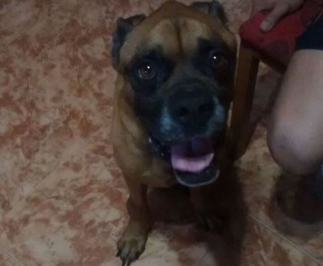 La Policía Local rescata a tres perros abandonados en la galería de una vivienda - 2, Foto 2