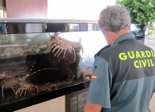 La Guardia Civil decomisa más de 70 pescados procedentes de capturas furtivas - 1, Foto 1