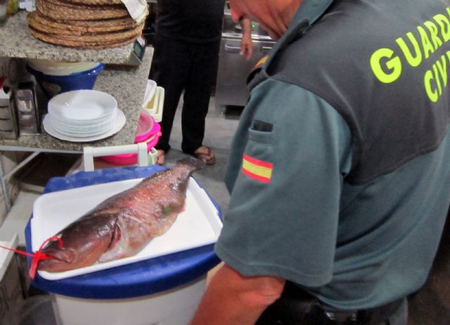 La Guardia Civil decomisa más de 70 pescados procedentes de capturas furtivas - 4, Foto 4