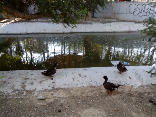 Ahora Murcia denuncia el estado insalubre del estanque del parque Fofó y pide explicaciones - 1, Foto 1