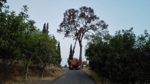 Medio Ambiente procede al apeo del Pino de La Luz, en el Parque Regional El Valle, por motivos de seguridad - 1, Foto 1