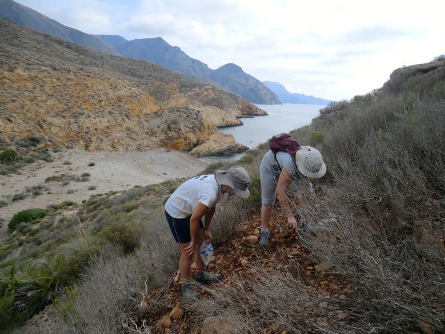 Aprovechan las lluvias para plantar manzanilla de Escombreras - 1, Foto 1