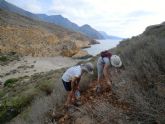 Aprovechan las lluvias para plantar manzanilla de Escombreras