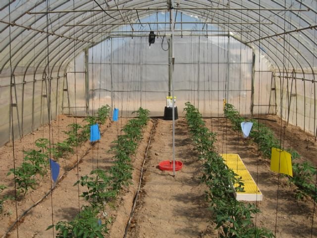 El IMIDA constata que los materiales de cubierta de los invernaderos pueden potenciar las características nutricionales del tomate - 1, Foto 1