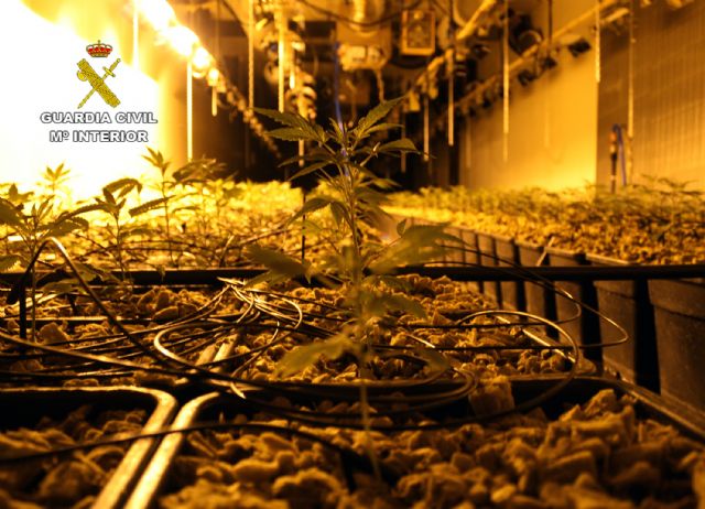 La Guardia Civil desmantela una organización criminal dedicada al macro cultivo y exportación de marihuana a Holanda - 3, Foto 3