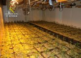 La Guardia Civil desmantela una organizacin criminal dedicada al macro cultivo y exportacin de marihuana a Holanda