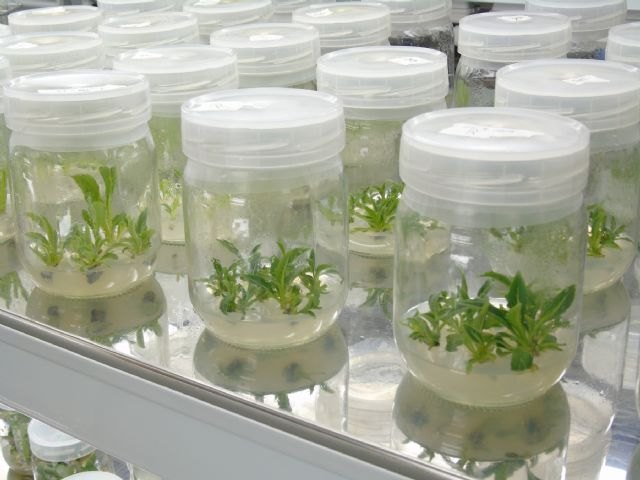 Agricultura revoluciona las técnicas de propagación ´in vitro´ de plantas mediante el empleo de CO2 - 1, Foto 1