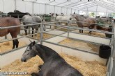 La 20ª edicin de la Feria Internacional del Caballo FERICAB ya est en marcha