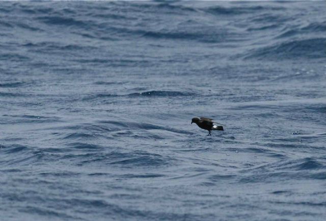 El IMIDA recibe la felicitación de la Fundación Biodiversidad por un estudio sobre acuicultura marina y conservación de aves - 1, Foto 1