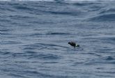 El IMIDA recibe la felicitacin de la Fundacin Biodiversidad por un estudio sobre acuicultura marina y conservacin de aves