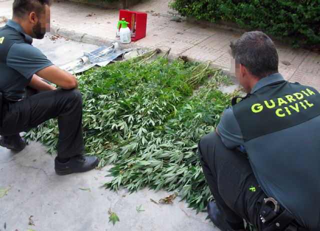 La Guardia Civil desmantela un invernadero clandestino de marihuana en La Matanza de Santomera - 1, Foto 1