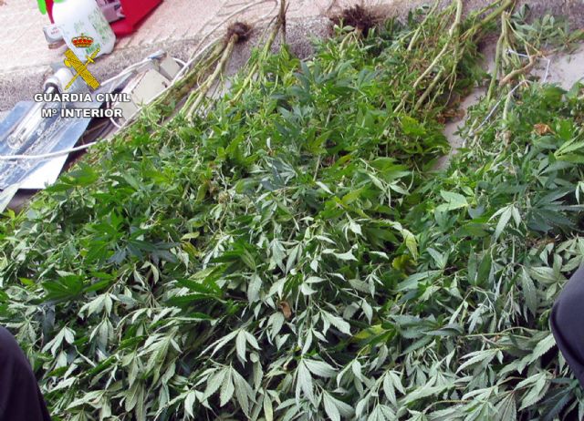 La Guardia Civil desmantela un invernadero clandestino de marihuana en La Matanza de Santomera - 2, Foto 2