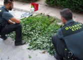 La Guardia Civil desmantela un invernadero clandestino de marihuana en La Matanza de Santomera