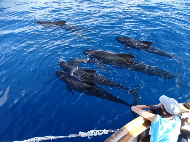 Mil avistamientos de cetáceos y un fardo de hachís - 1, Foto 1