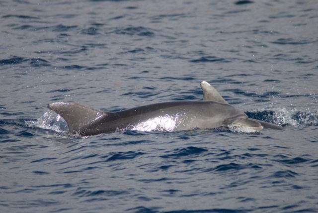 Mil avistamientos de cetáceos y un fardo de hachís - 2, Foto 2