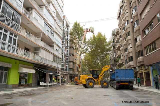 El Ayuntamiento proda y tala en dos días los árboles en mal estado de Príncipe de Asturias - 2, Foto 2