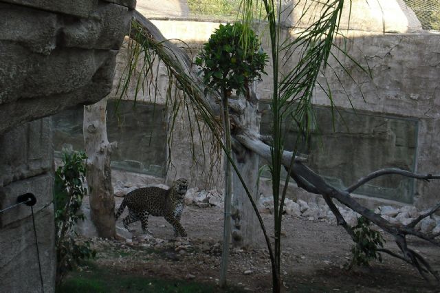 El leopardo protagoniza el Día del Niño en Terra Natura Murcia - 1, Foto 1