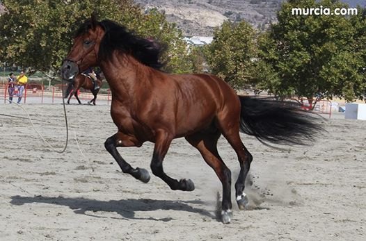 FERICAB 2016 se presenta oficialmente en la Semana Internacional del Caballo SICAB de Sevilla - 1, Foto 1