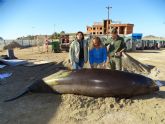 El Zifio de Cuvier varado en La Manga, la especie ms escasa entre los cetceos del Sureste de la Pennsula Ibrica.