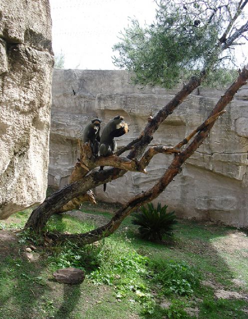 Terra Natura Murcia amplía su participación dentro del Programa Europeo de Especies en Peligro y acoge un nuevo ejemplar de mono Brazza - 2, Foto 2