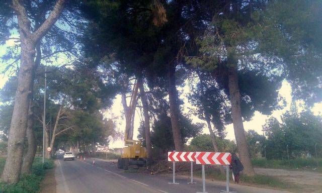 Parques y Jardines poda los árboles de la antigua nacional 301 - 2, Foto 2