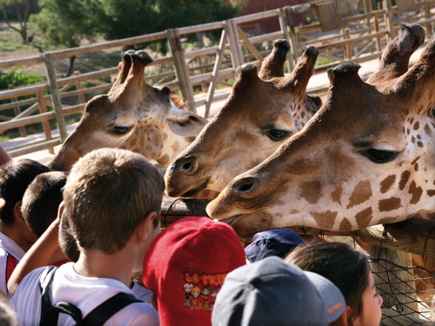 Terra Natura y la Universidad de Murcia recogerán alimentos y juguetes en un fin de semana solidario - 1, Foto 1