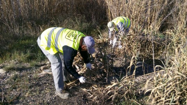 Comienzan los trabajos para eliminar la caña invasora y recuperar el bosque de ribera en el río Segura - 1, Foto 1