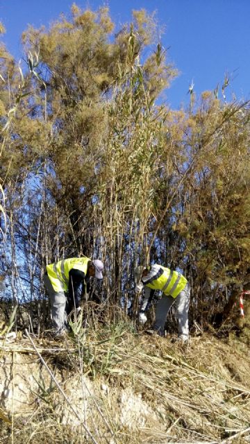 Comienzan los trabajos para eliminar la caña invasora y recuperar el bosque de ribera en el río Segura - 2, Foto 2