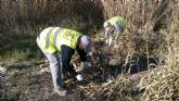 Comienzan los trabajos para eliminar la caña invasora y recuperar el bosque de ribera en el ro Segura