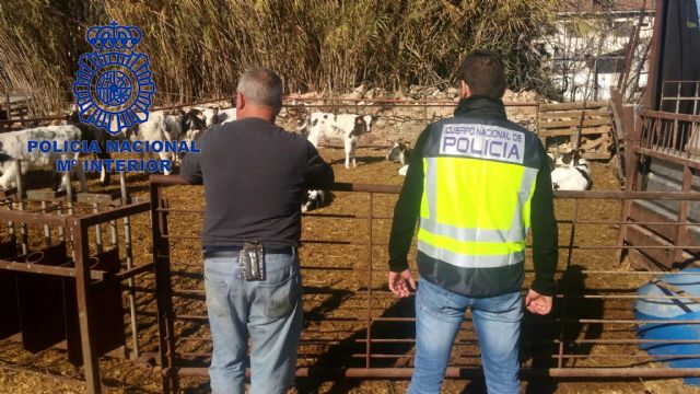 La Policía Nacional detiene a una persona por hurto de reses en explotación agrícola - 1, Foto 1