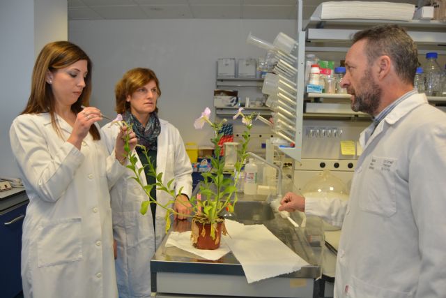 Una tesis de la UPCT identifica un gen que controla el crecimiento de hojas, flores, semillas y frutos - 1, Foto 1