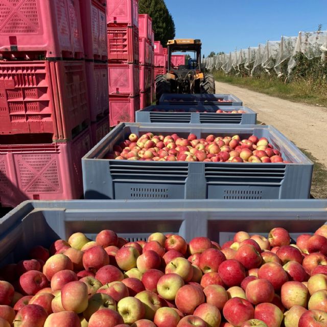 Temporada muy positiva y dinámica para manzanas BlueWhale® en España - 1, Foto 1