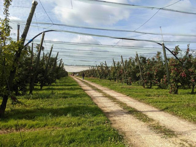 Temporada muy positiva y dinámica para manzanas BlueWhale® en España - 3, Foto 3