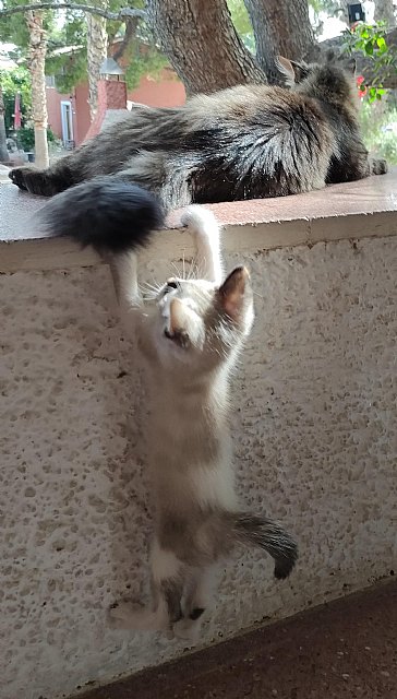 El tiempo y los gastos en la custodia compartida de una mascota - 1, Foto 1