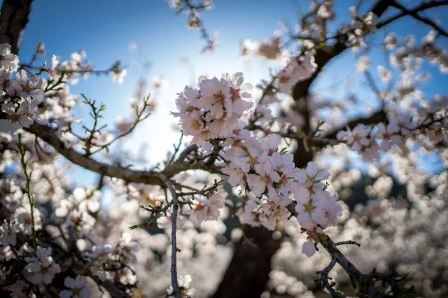 MulaFlor24 da la bienvenida a la primavera en el municipio con una programación cargada de actividades - 1, Foto 1